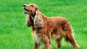 Anglický cocker španiel - popis plemena, starostlivosti a obsahu